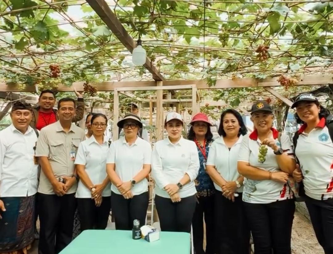 IBU KETUA TP-PKK KOTA DENPASAR NY. SAGUNG ANTARI JAYA NEGARA MENINJAU SEKALIGUS IKUT PANEN BERSAMA BUDIDAYA TANAMAN ANGGUR MILIK WARGA DESA DANGIN PURI KANGIN DI JALAN SANDAT VII